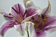 百合
