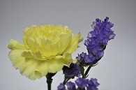 カーネーション
