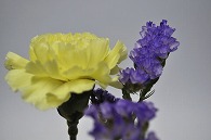 カーネーション