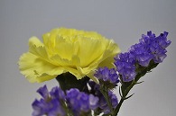 カーネーション