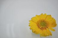 マーガレット