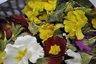 盛り花