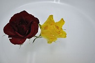 バラ 2輪