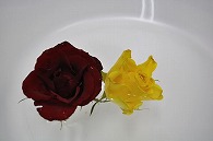 バラ 2輪