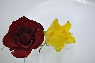 バラ 2輪