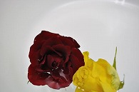 バラ 2輪