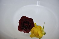 バラ 2輪
