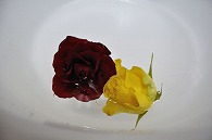 バラ 2輪