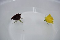 バラ 2輪