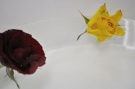 バラ 2輪