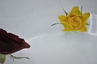 バラ 2輪
