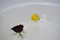 バラ 2輪