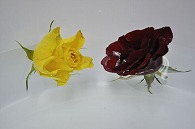 バラ 2輪