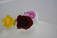 バラ 3輪