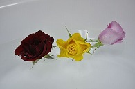 バラ 3輪