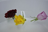 バラ 3輪