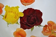 リーガースベゴニア 薔薇
