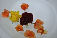リーガースベゴニア 薔薇