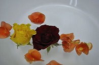 リーガースベゴニア 薔薇