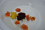 リーガースベゴニア 薔薇