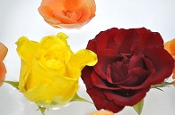 リーガースベゴニア 薔薇