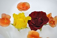 リーガースベゴニア 薔薇