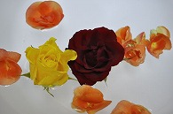 リーガースベゴニア 薔薇