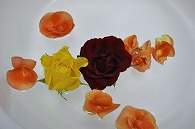 リーガースベゴニア 薔薇