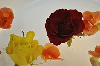 リーガースベゴニア 薔薇
