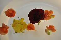 リーガースベゴニア 薔薇