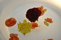 リーガースベゴニア 薔薇