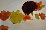リーガースベゴニア 薔薇