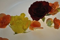リーガースベゴニア 薔薇