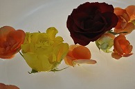 リーガースベゴニア 薔薇