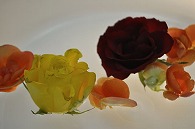 リーガースベゴニア 薔薇