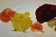 リーガースベゴニア 薔薇