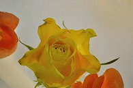 リーガースベゴニア 薔薇