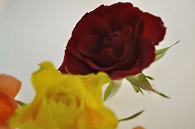 リーガースベゴニア 薔薇