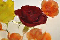リーガースベゴニア 薔薇