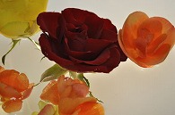 リーガースベゴニア 薔薇