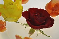 リーガースベゴニア 薔薇