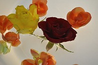 リーガースベゴニア 薔薇