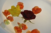 リーガースベゴニア 薔薇