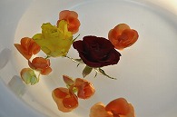 リーガースベゴニア 薔薇