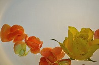 リーガースベゴニア 薔薇