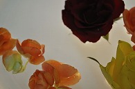 リーガースベゴニア 薔薇