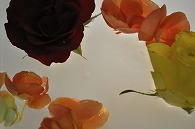 リーガースベゴニア 薔薇