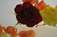 リーガースベゴニア 薔薇