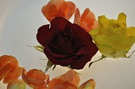 リーガースベゴニア 薔薇