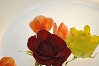 リーガースベゴニア 薔薇